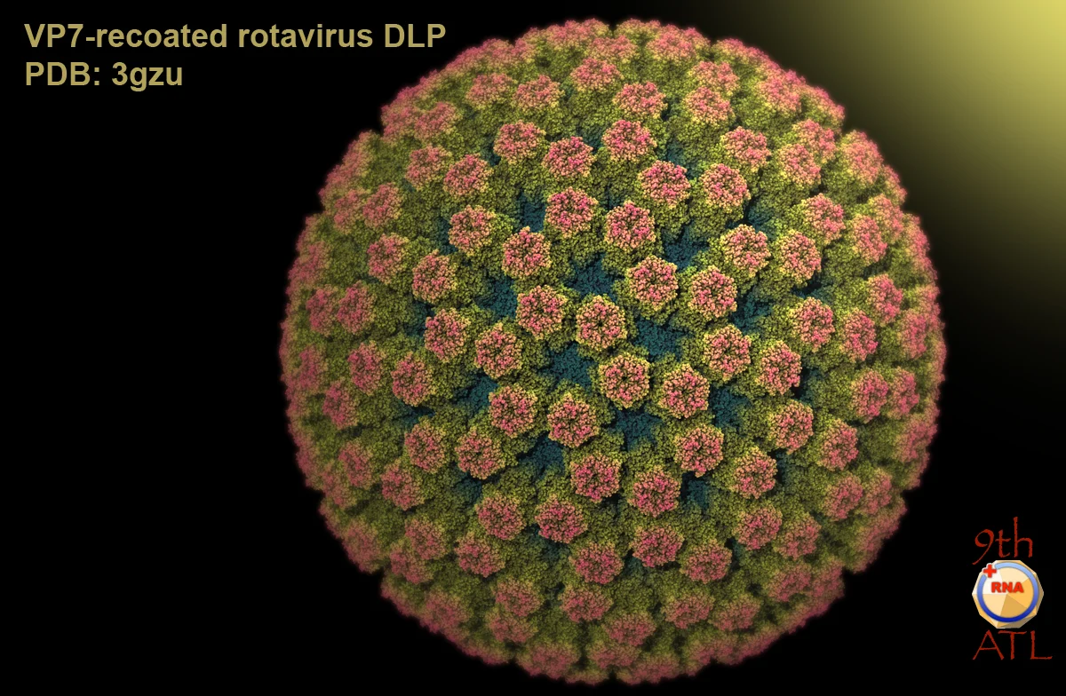 vp7-recoated_rotavirus_DLP_vmd01.jpg