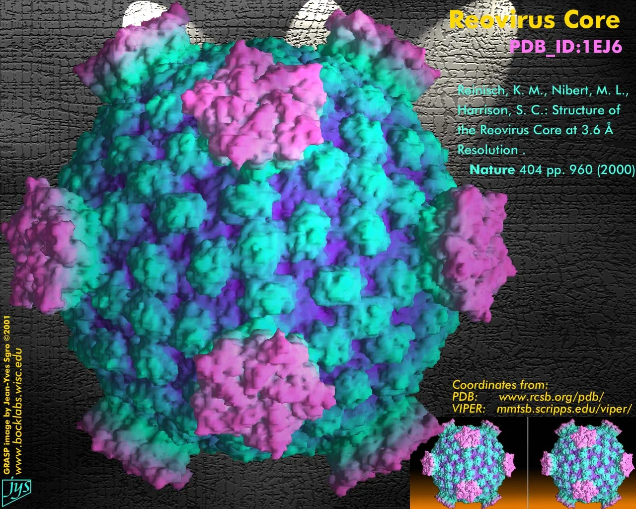 reovirus_asv2001.jpg