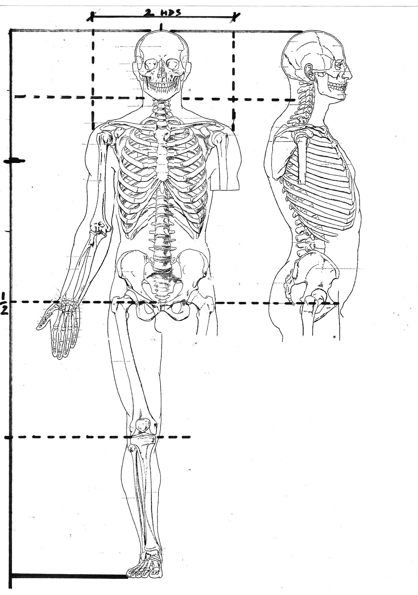This diagram is adapted from the 19th century text "Artistic Anatomy" by Paul Richer