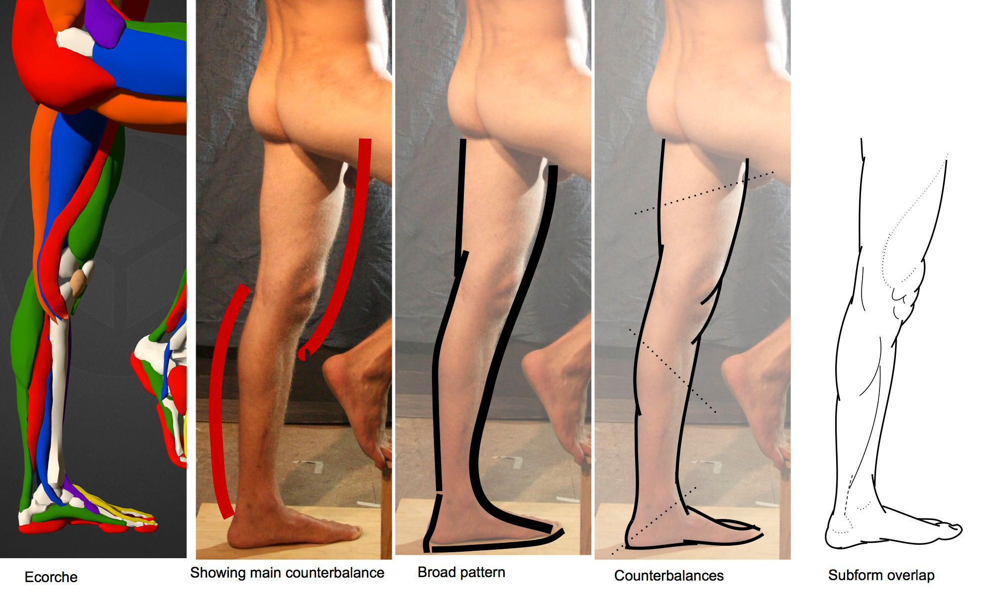 inside+of+leg-1.png