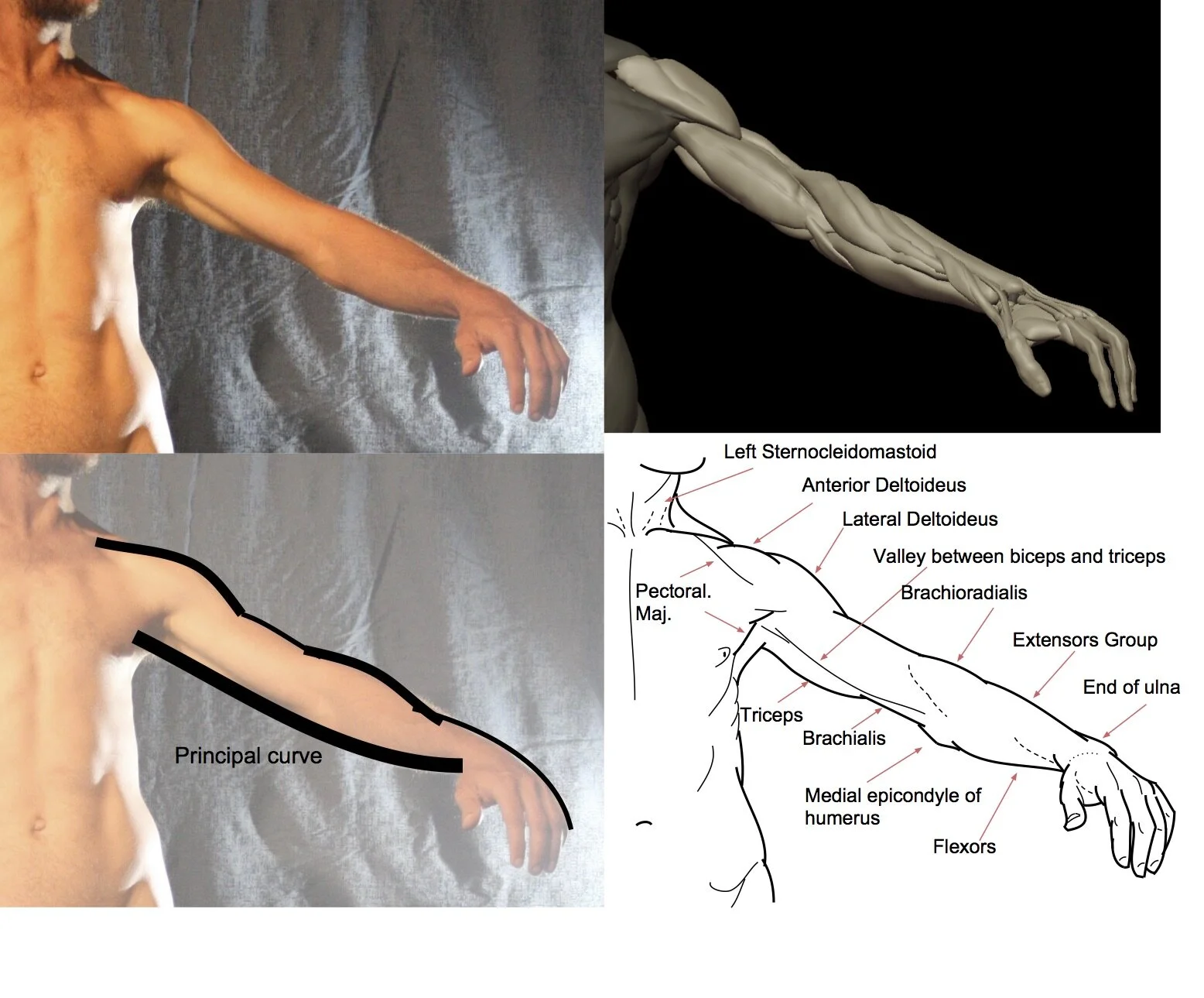 Simplified Anatomy Group Bookings — Scott Breton Fine Art