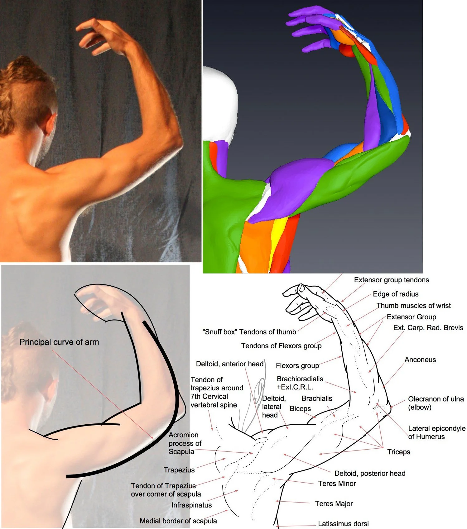 Outside+bent+arm scott breton anatomy course.jpg