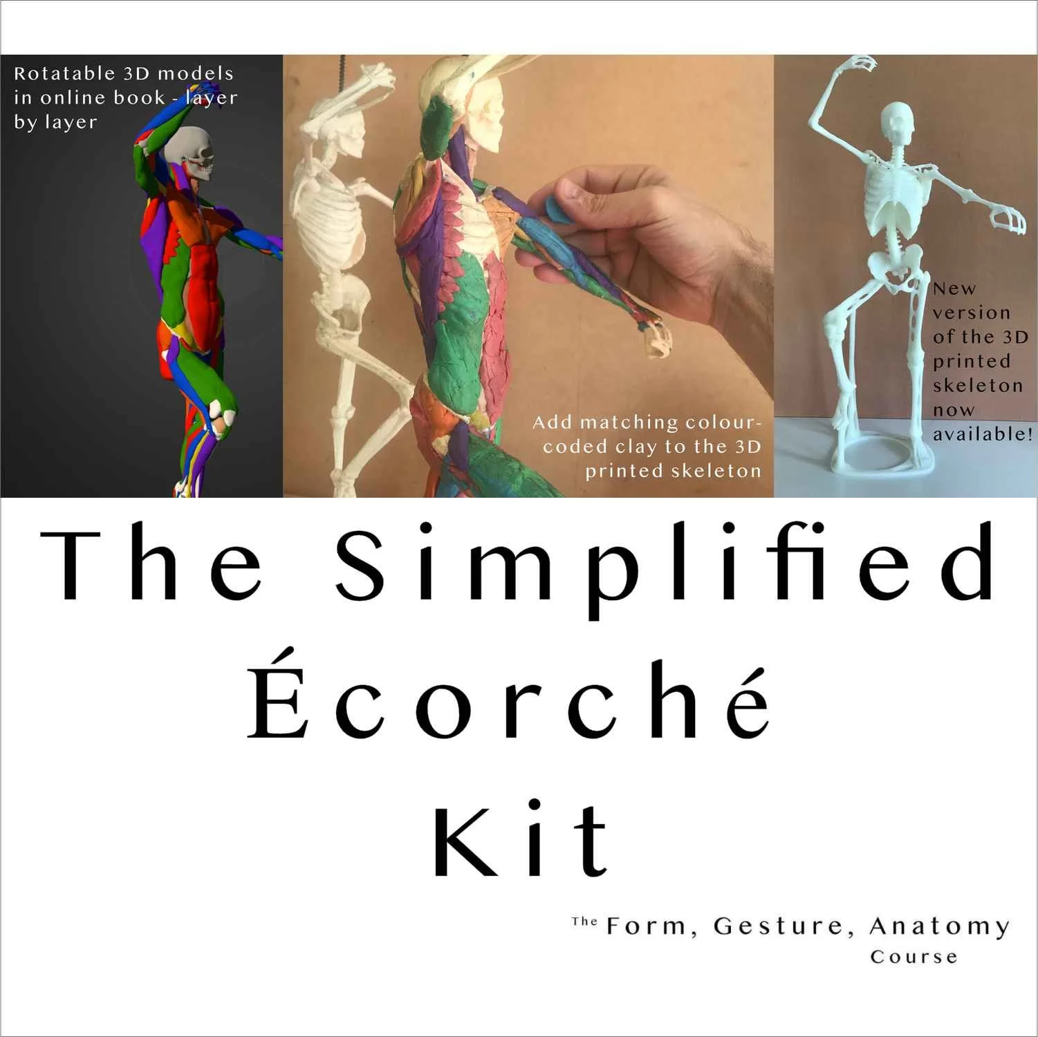 Simplified Ecorche 2.jpg