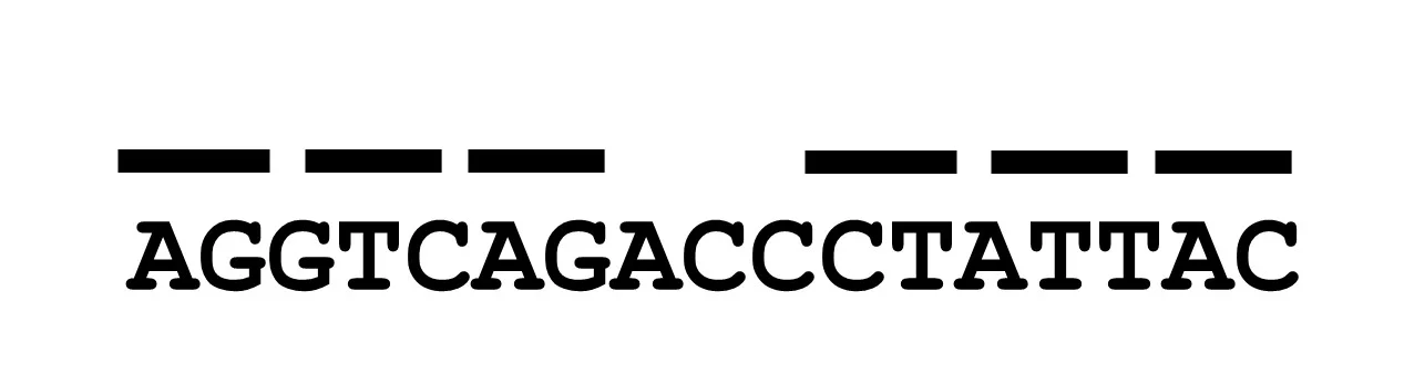 LAMP Sequence.jpg