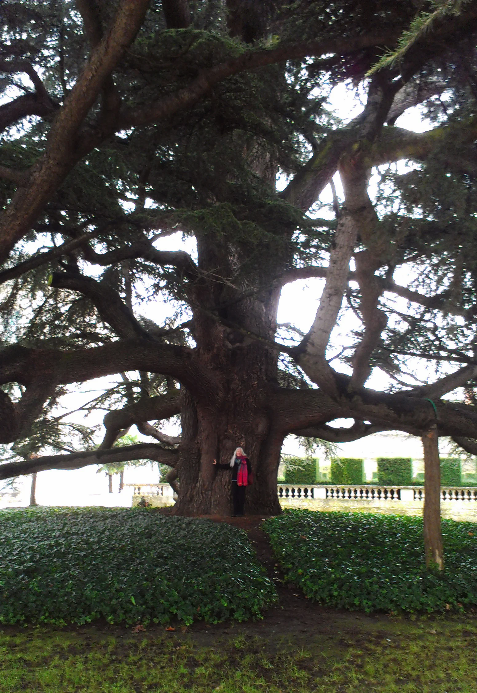 Communing with an enormous Lebanon Cedar next to the Cathedral in Tours, France.