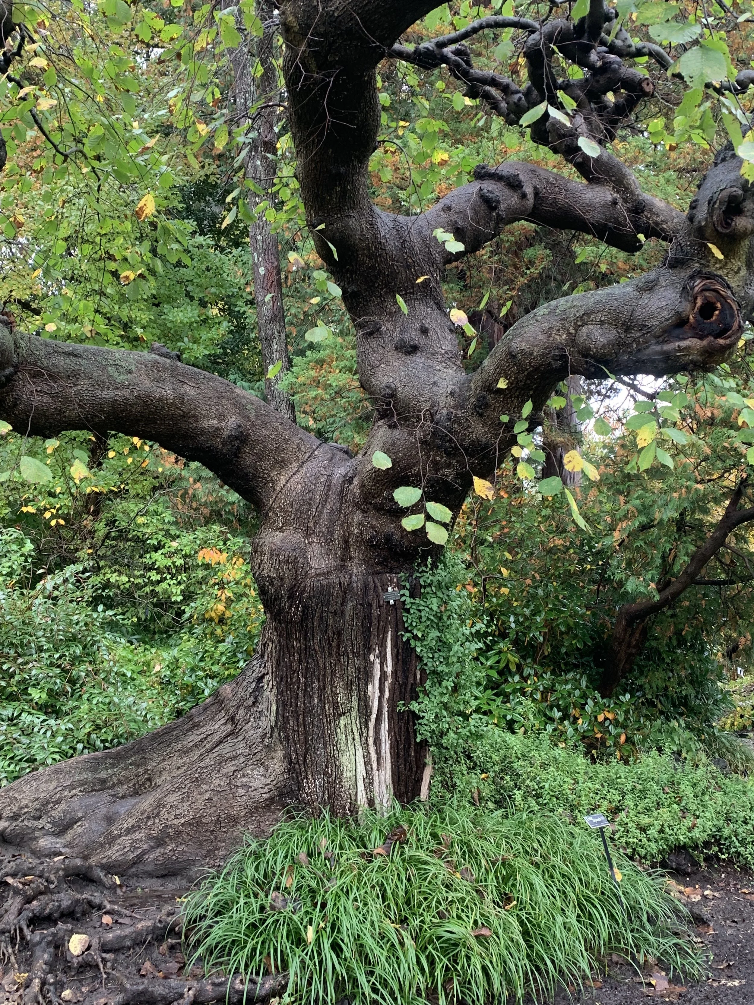 The Magnolia Tree