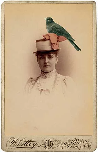 Bird-on-a-Hat_Whitley.jpg