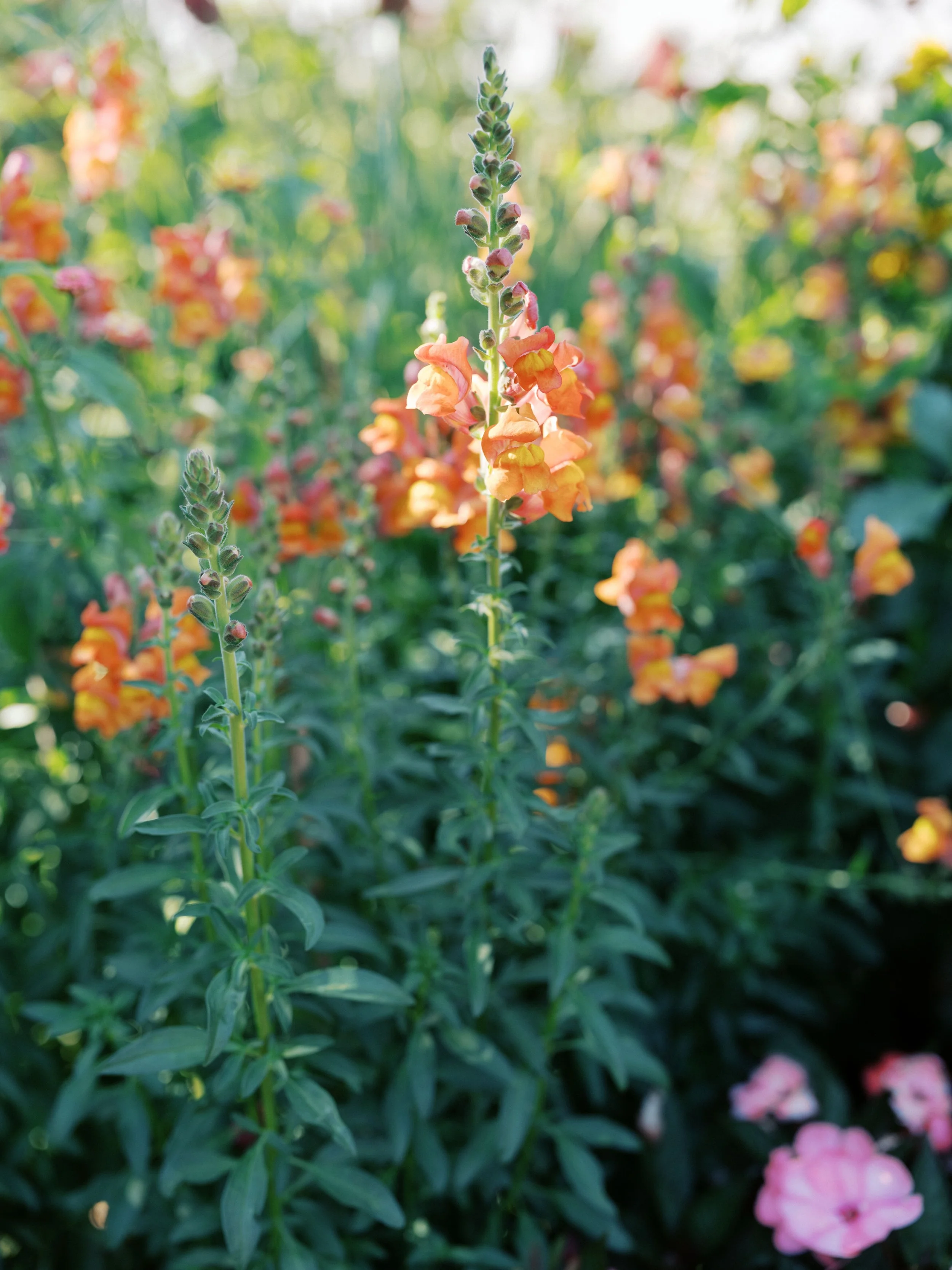 Nick and Chelsea Wedding At Denver Botanic Gardens-2.jpg