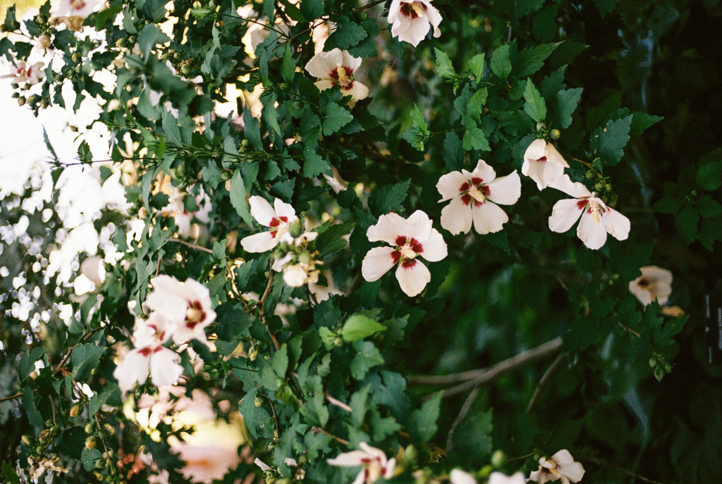 35mm Film-134.jpg
