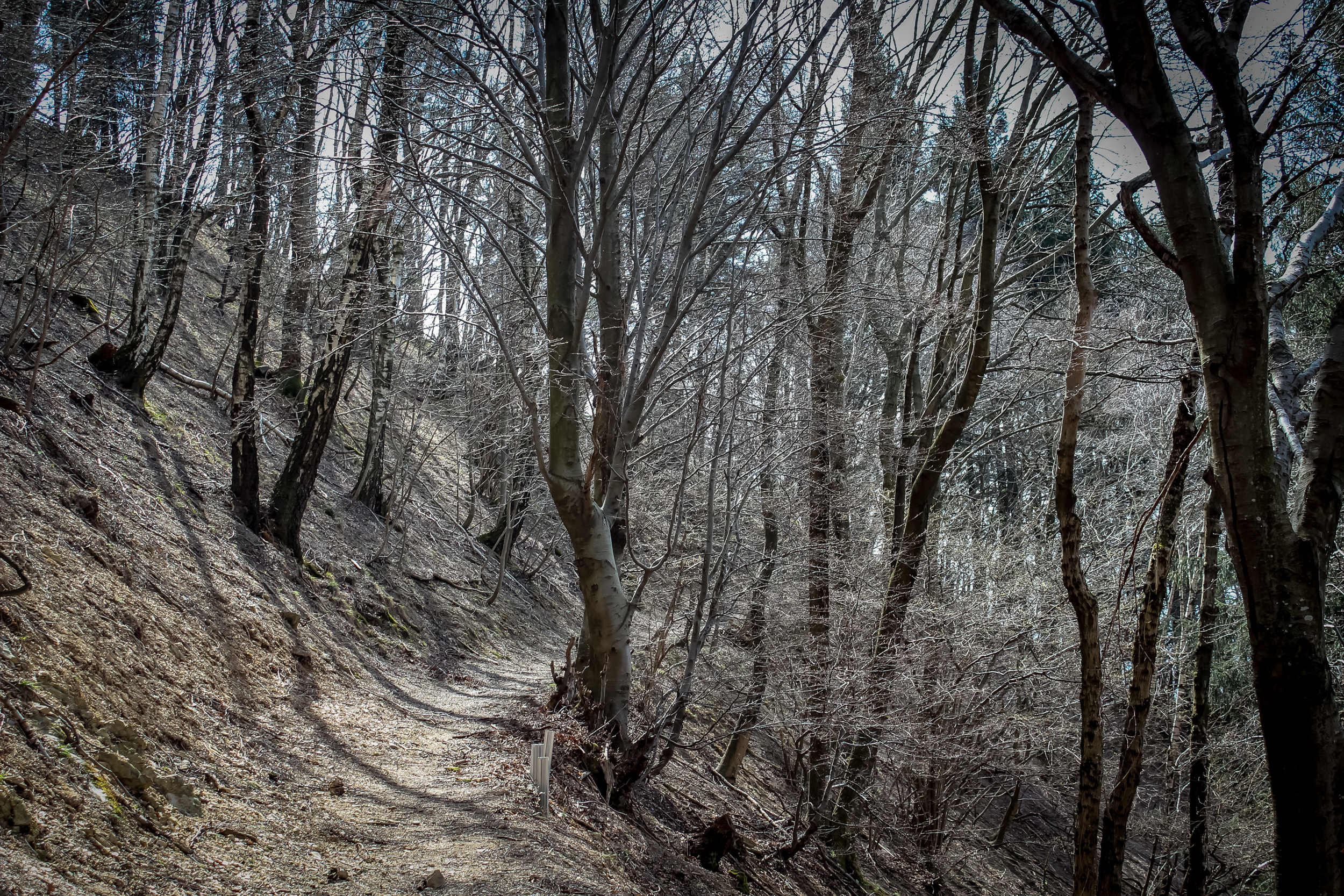 Forest Path