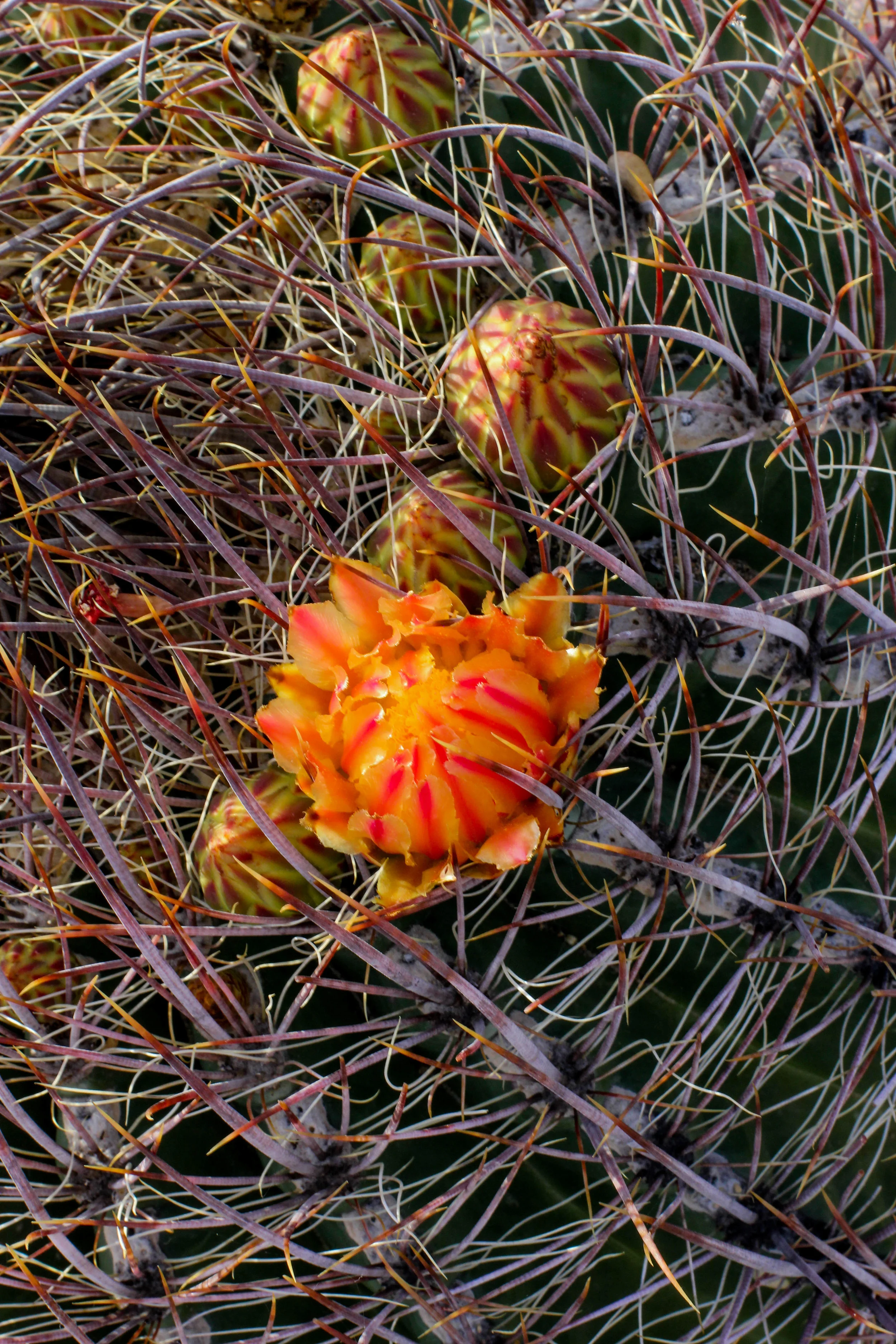 red and yellow cactus flower (1 of 1).jpg