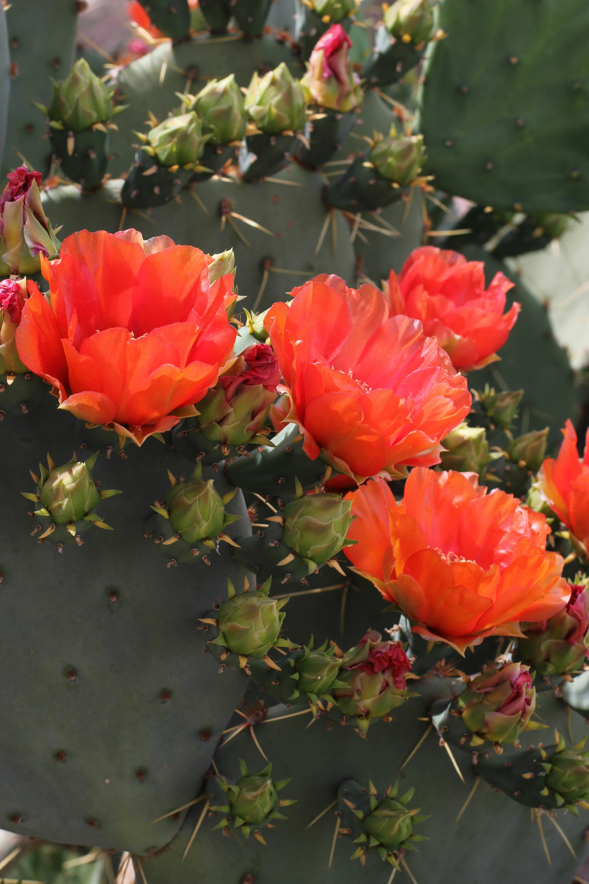 prickly pear cactus (1 of 1).jpg