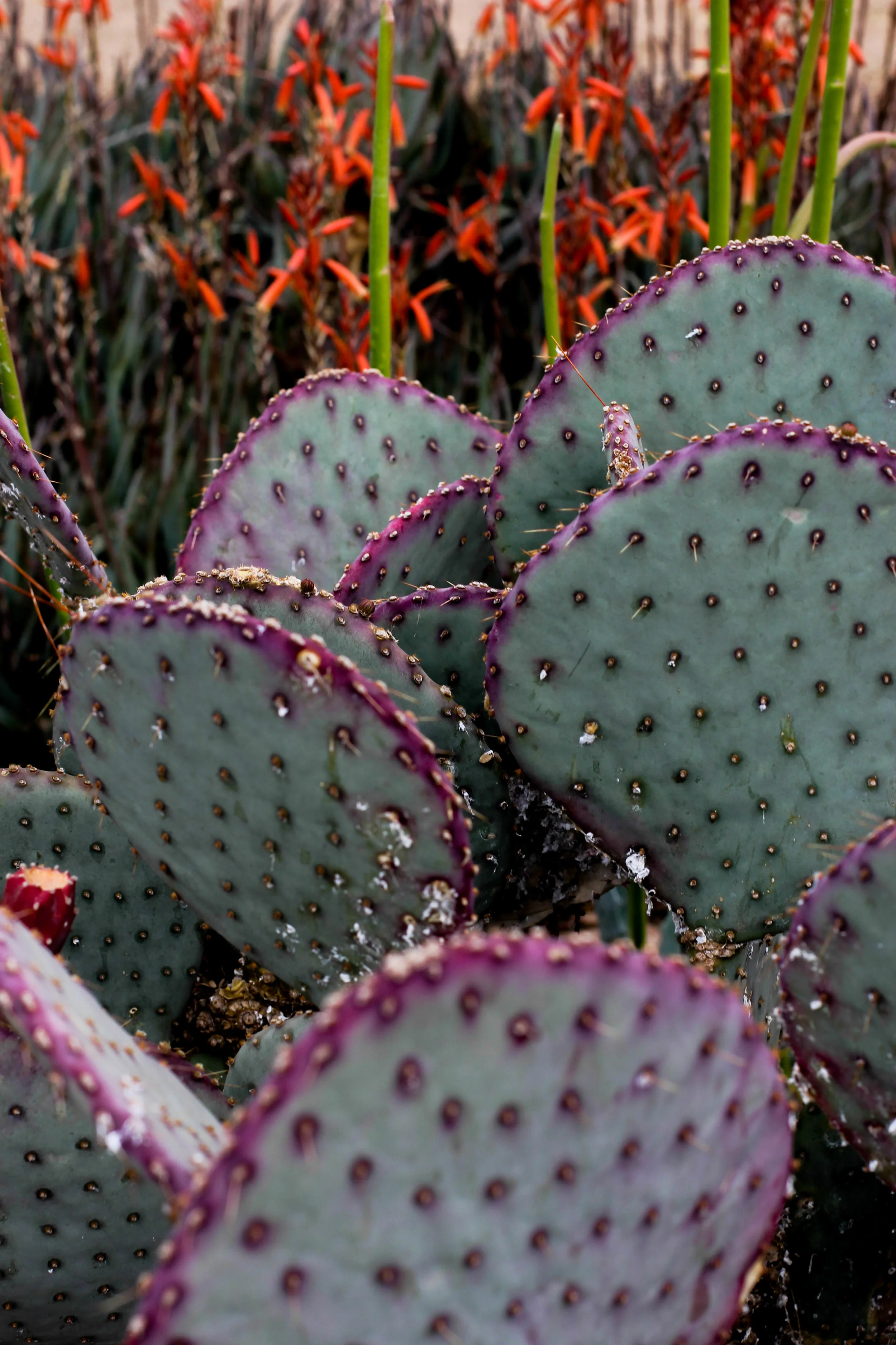 landscape tucson.jpg