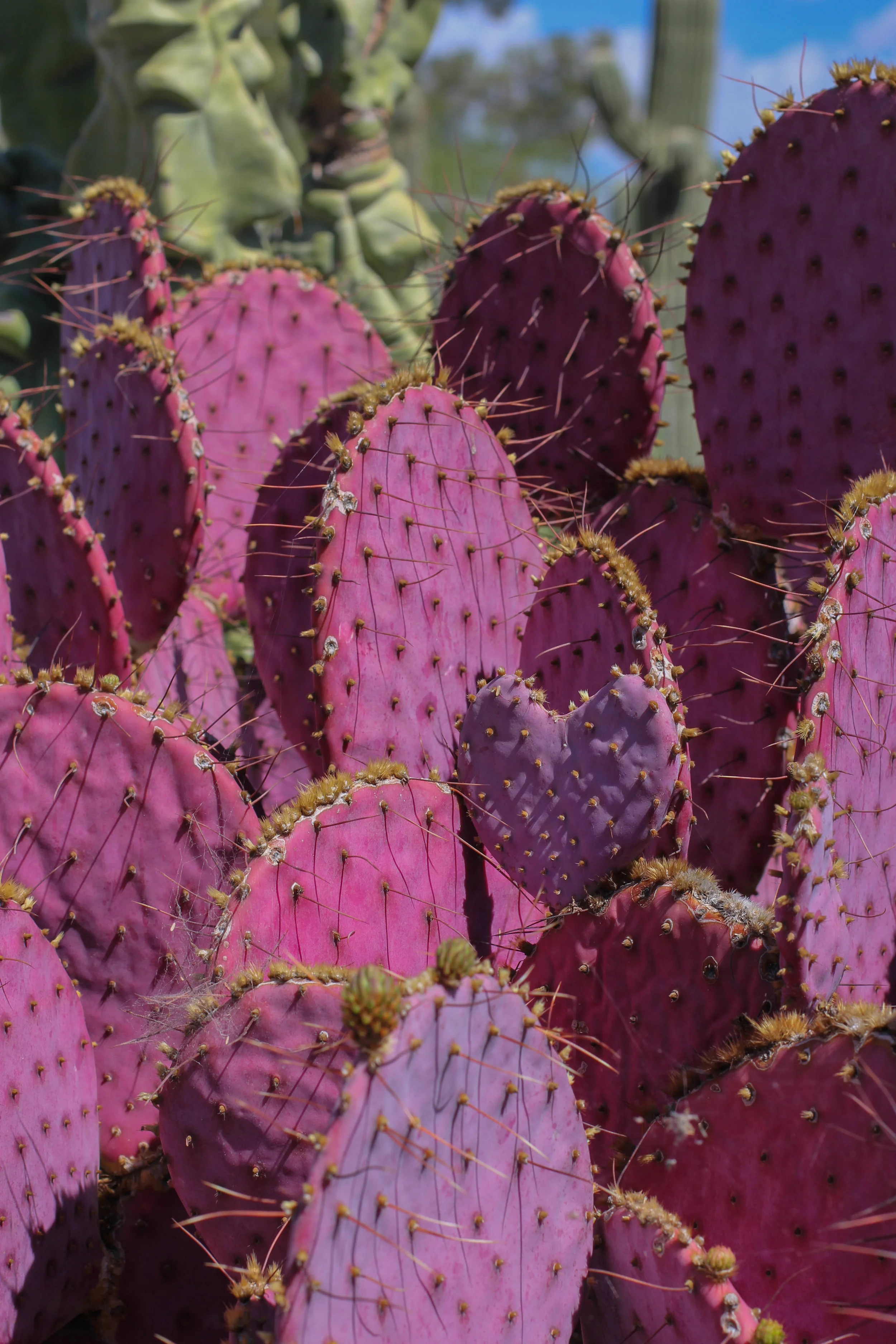 cactus coeur.jpg