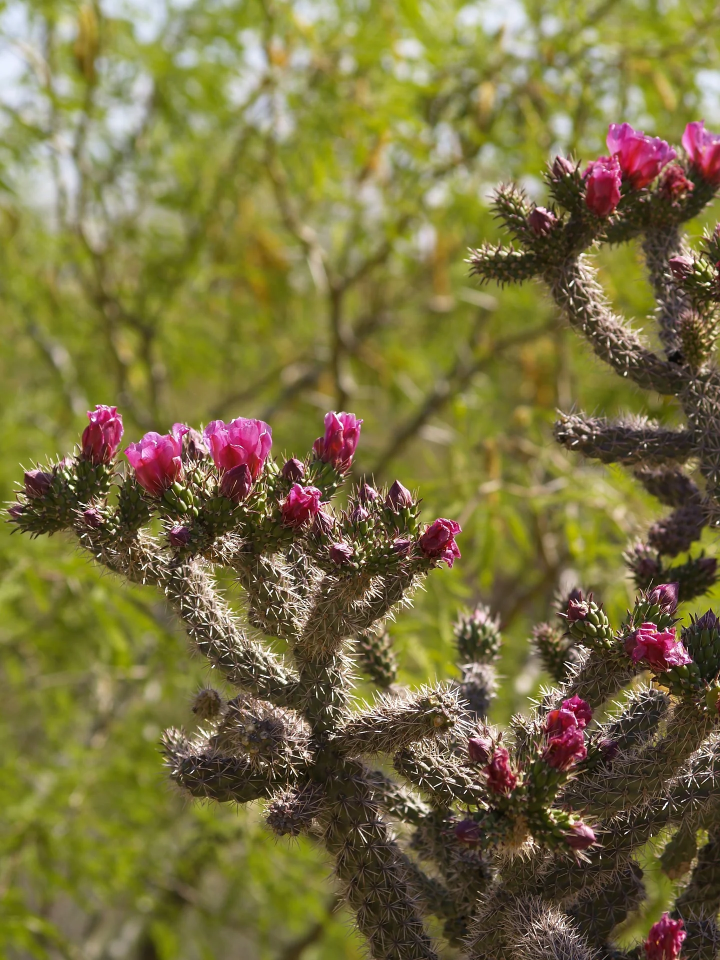 cholla-cactus-817301_1920.jpg