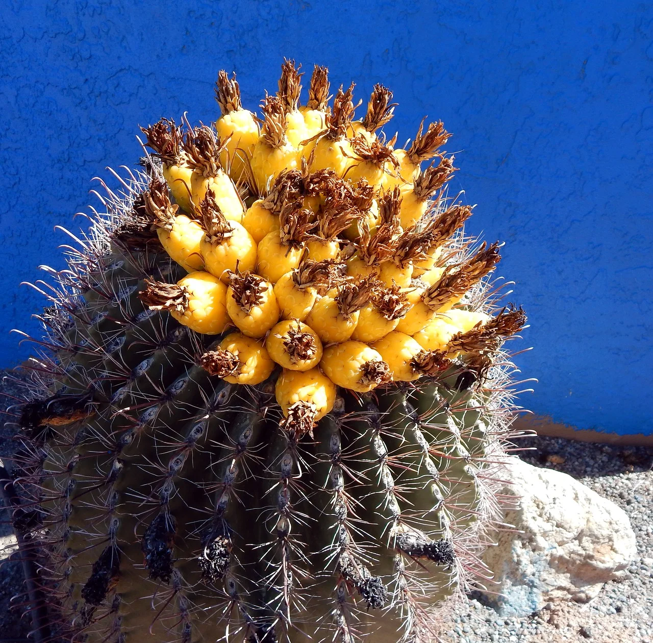 cactus-2098692_1280.jpg