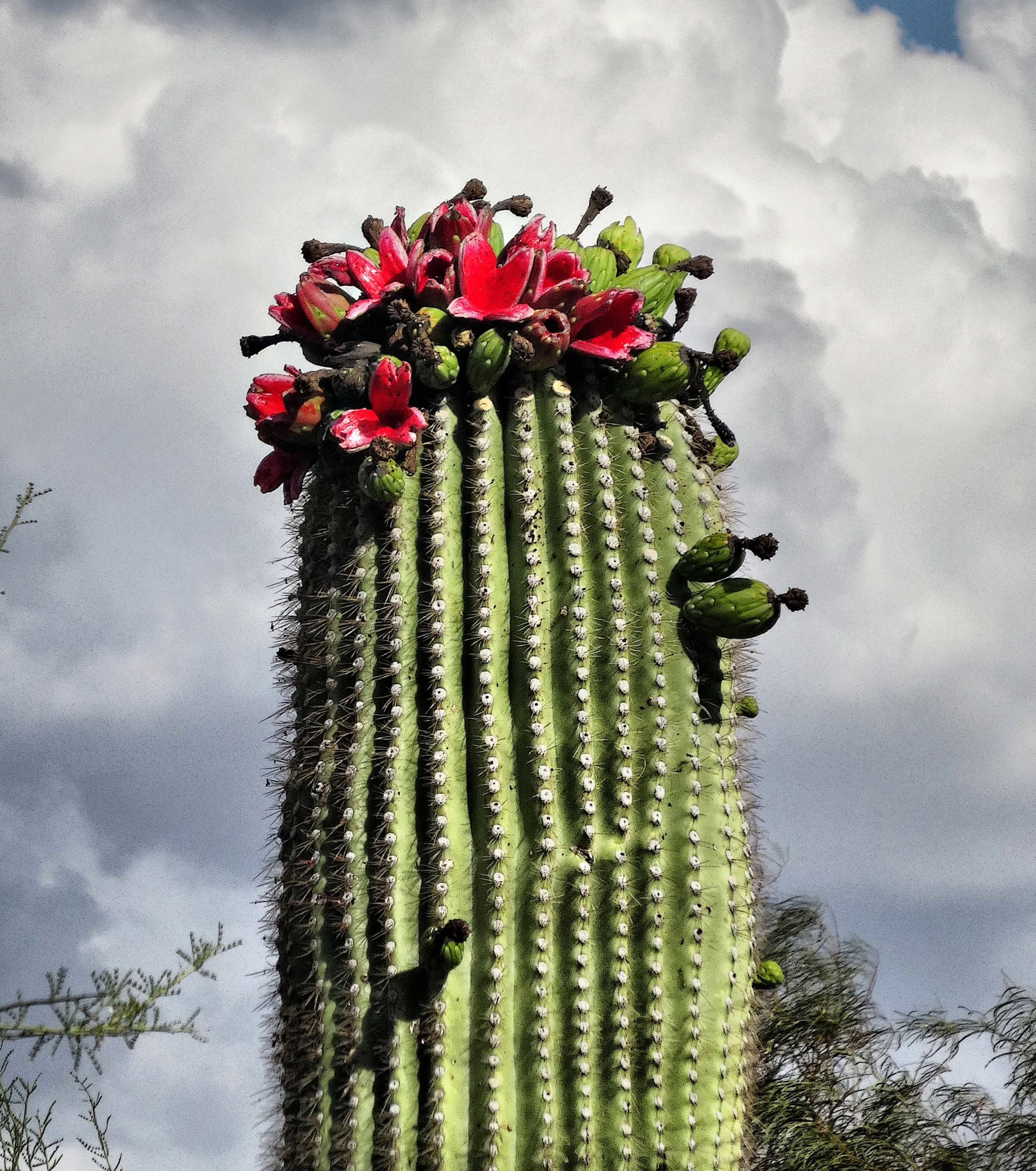 27 - saguaro fruit - reduced.jpg