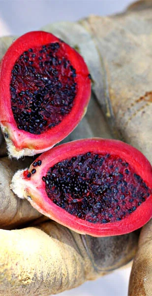 saguaro cactus fruit.jpg