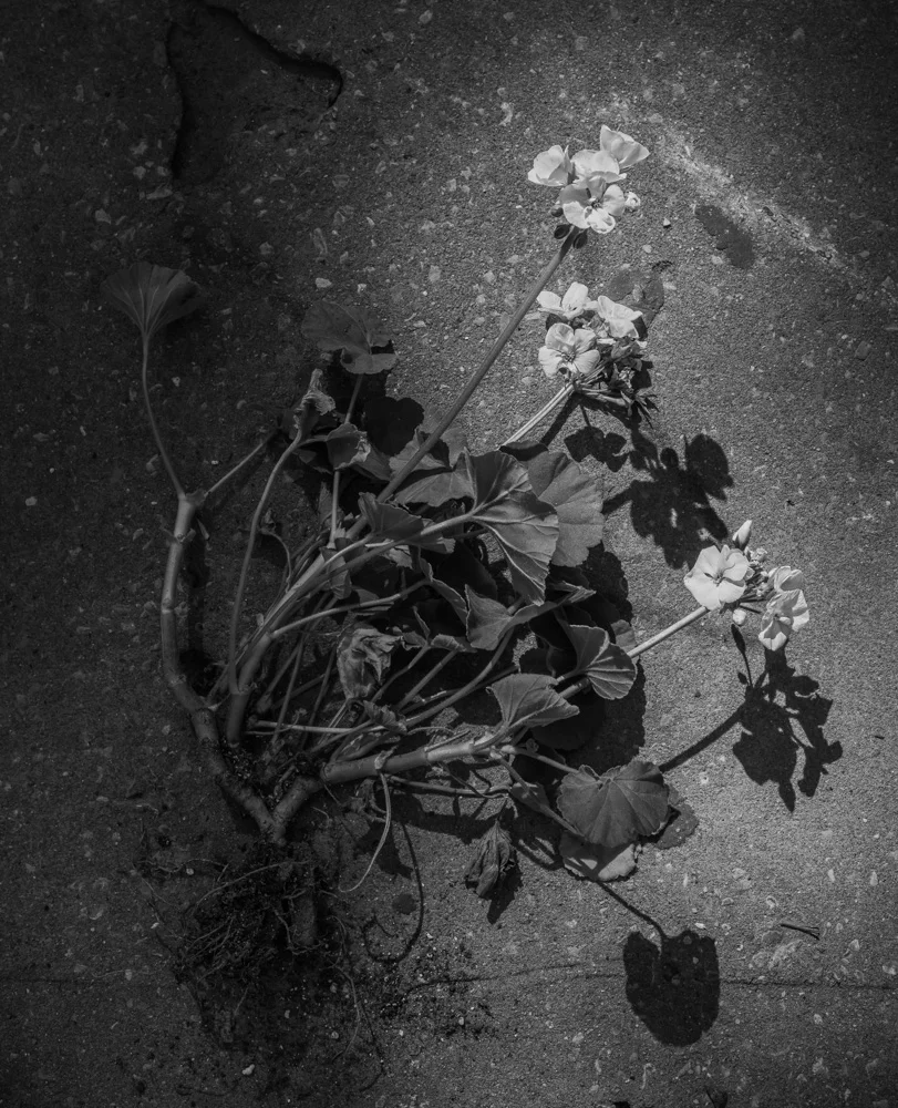 Death Of A Marshmallow, 2016