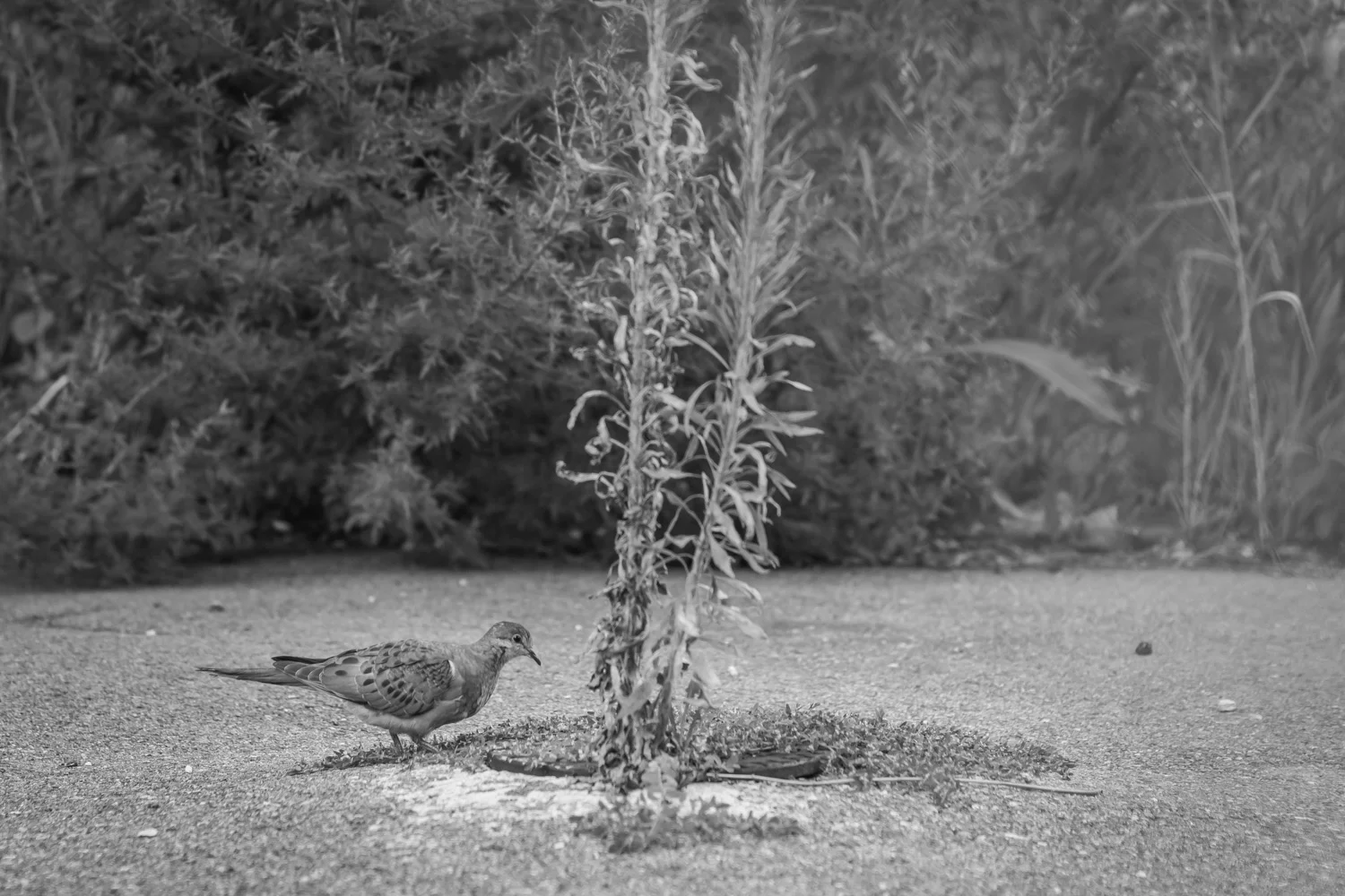 Bird Alone, 2016