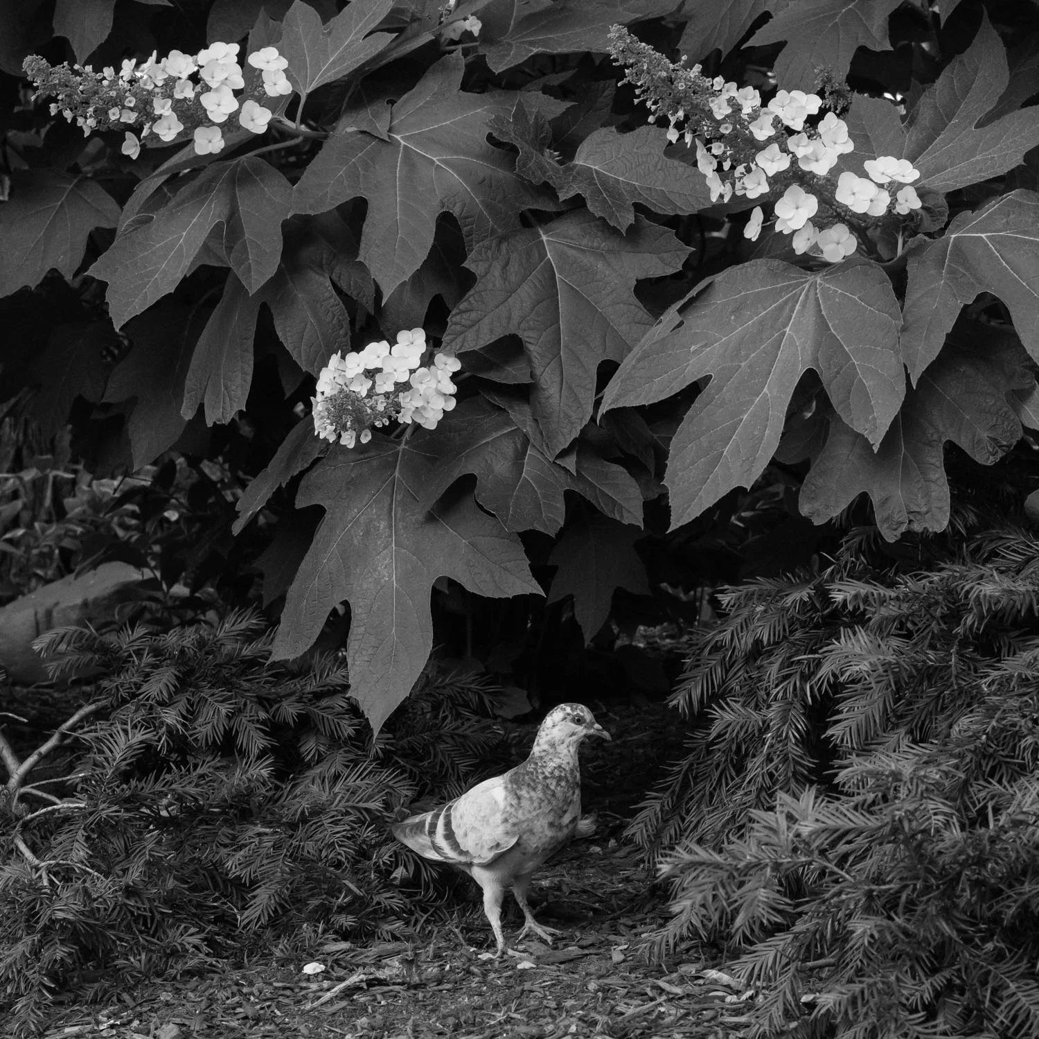 Bird Alone 2, 2016