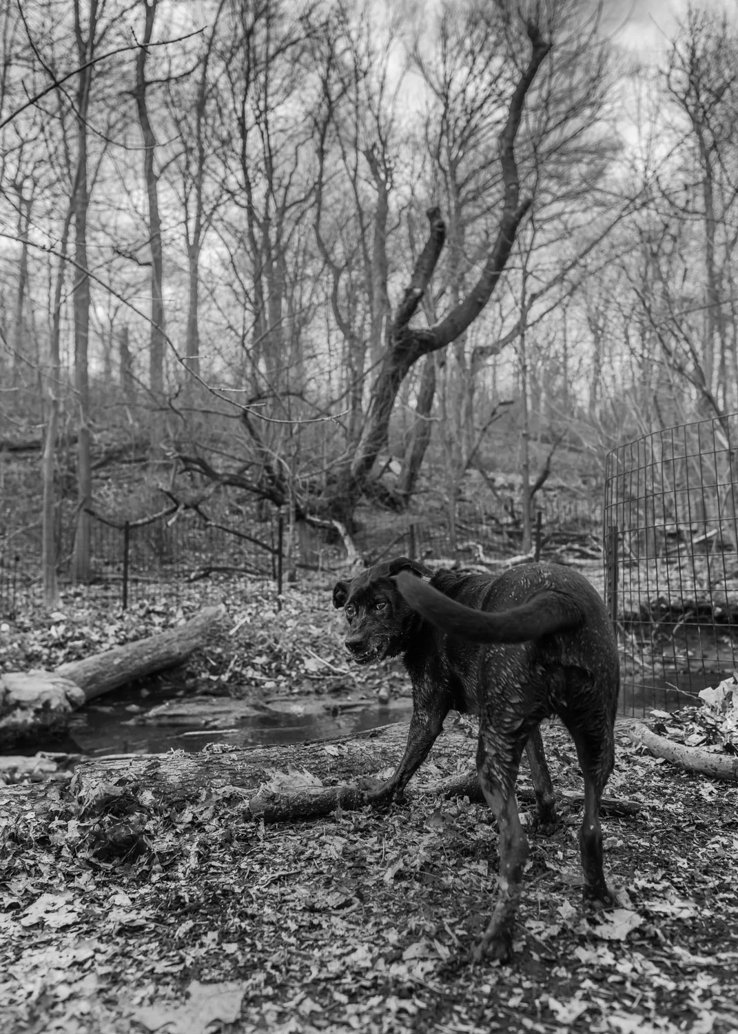 Der Hund, Central Park NYC, 2016