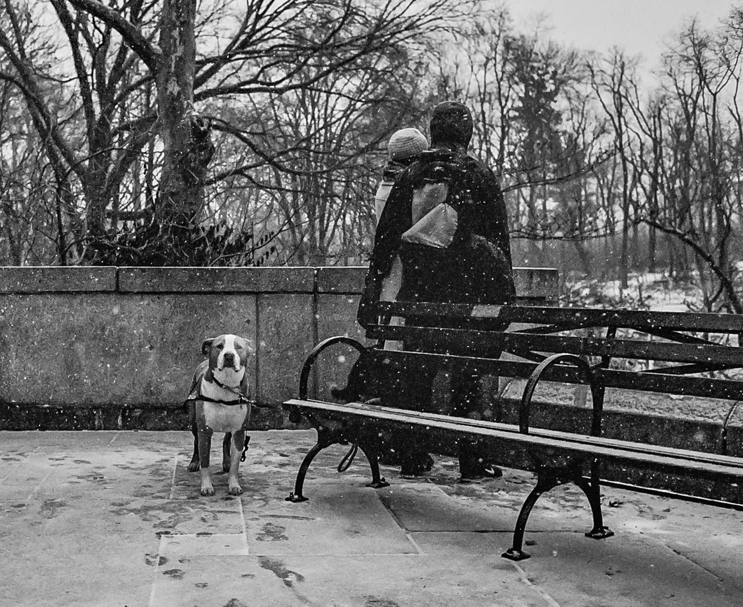 Central Park, NYC, 2016