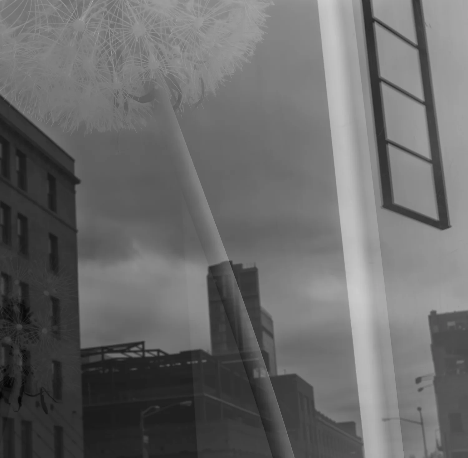 Dandelion, 2016