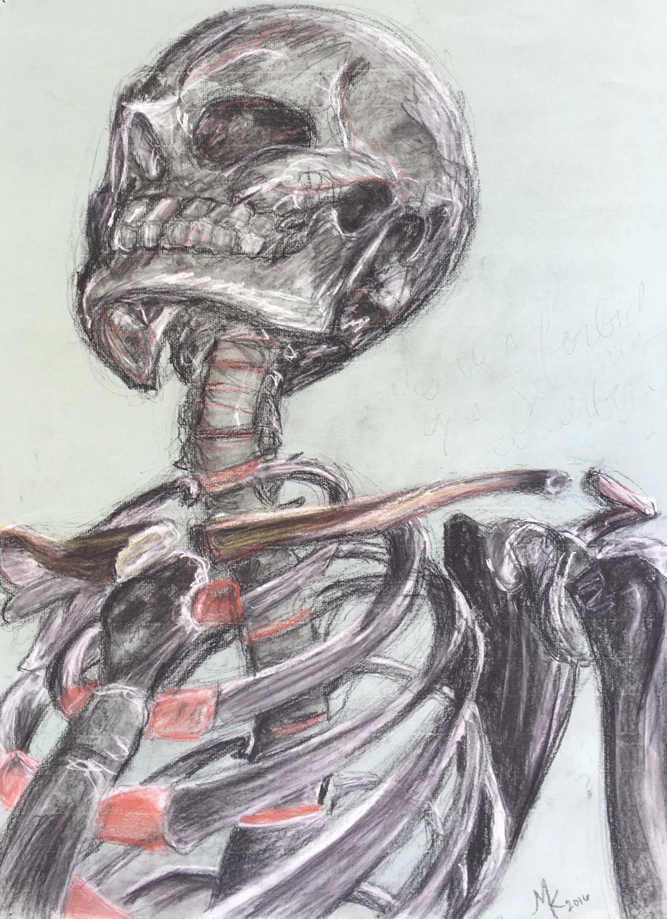 Collarbone Controversy//Skeleton Study