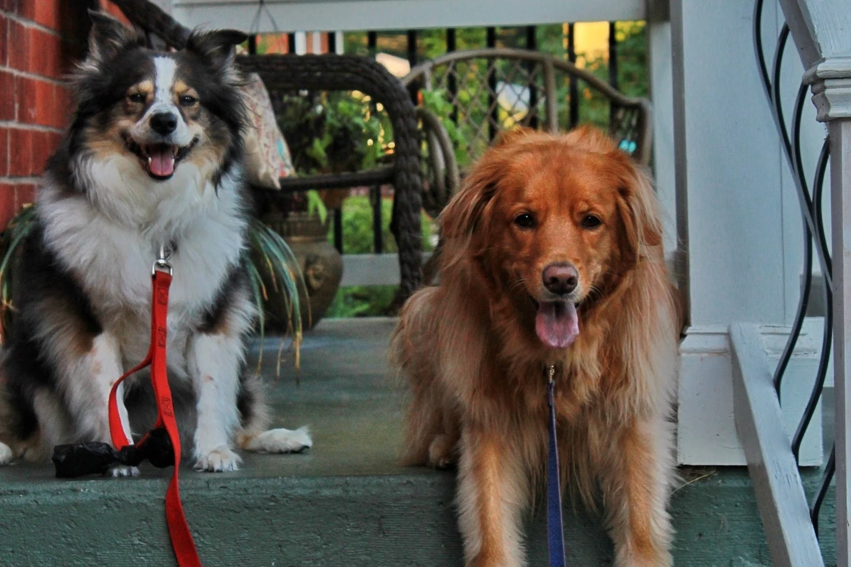 happier at home dog walking