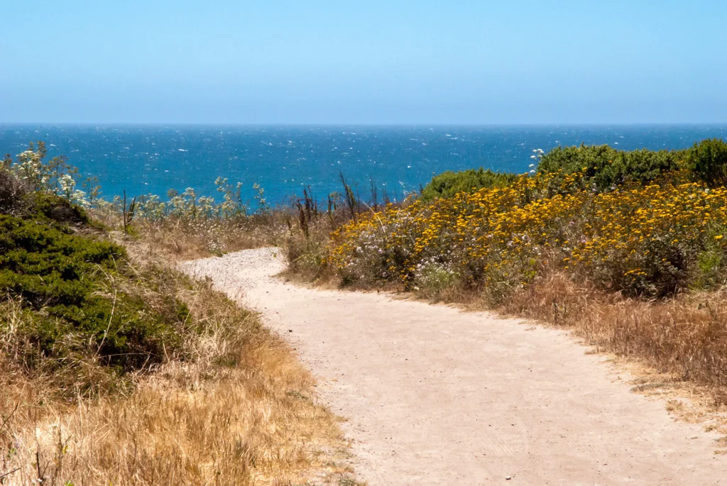 road to beach.jpg