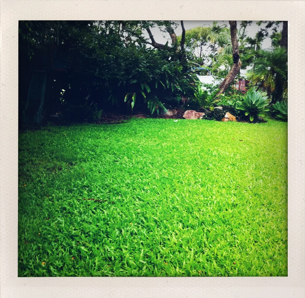 8Highgate Classic Back Yard with a Jacaranda Tree.JPG