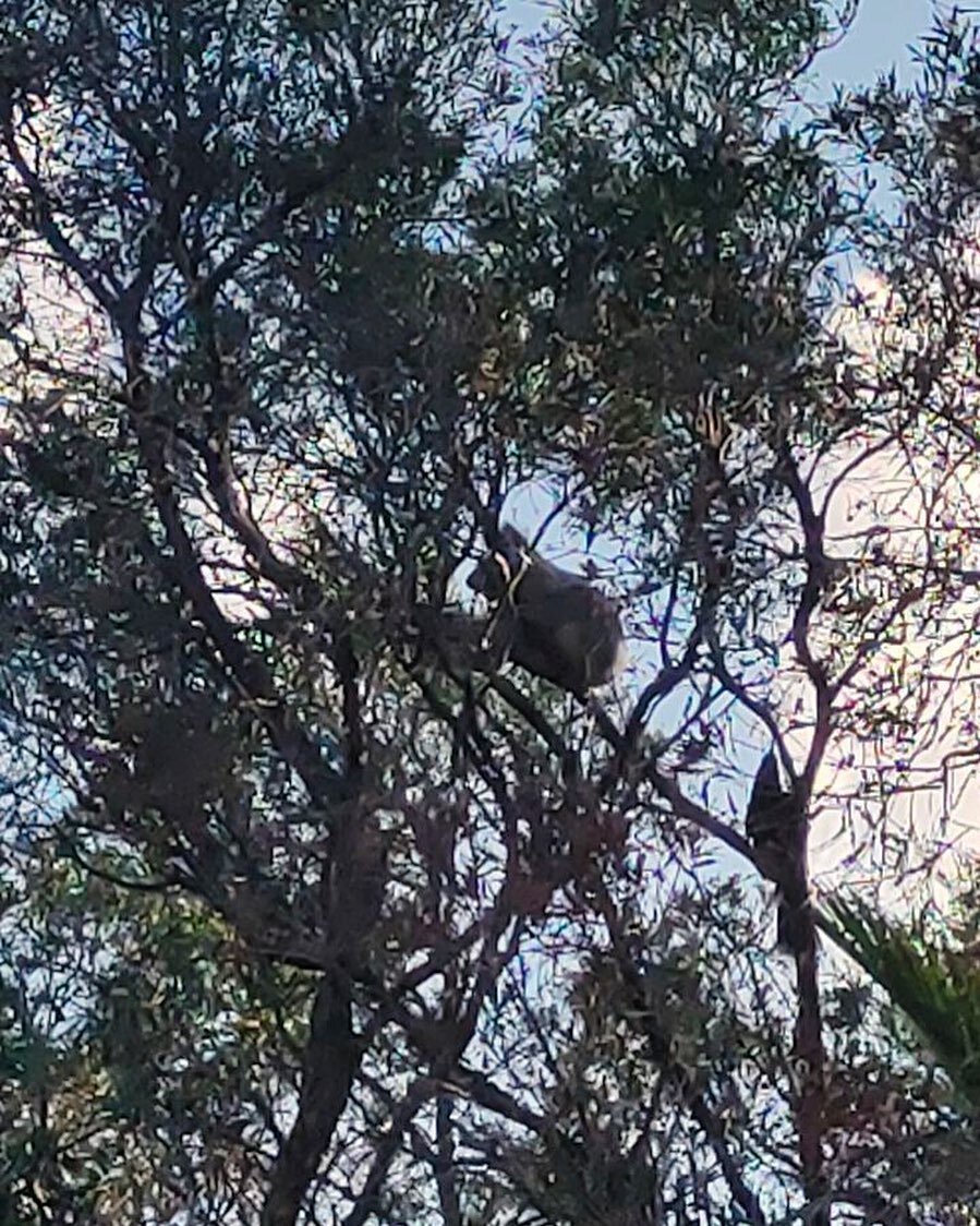 Look who visited our Highgate House residents!! 🐨
A first, in over 23 years of our connection to this property ❤️
#tooheyforest #tooheyforestwildlife