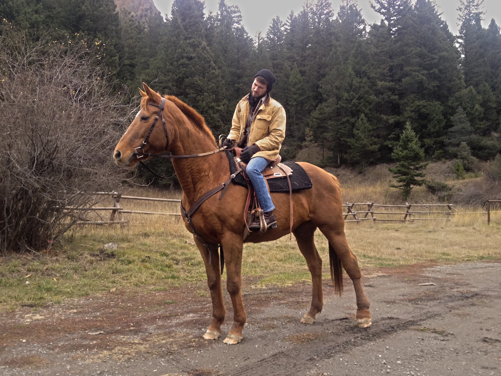 montanahorse.JPG