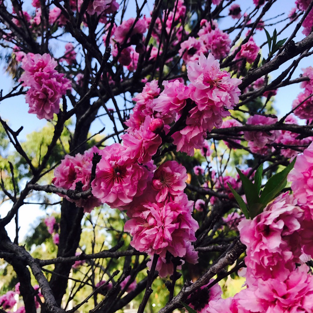 Ebony T Perry Blossoms Long Beach School of Yoga