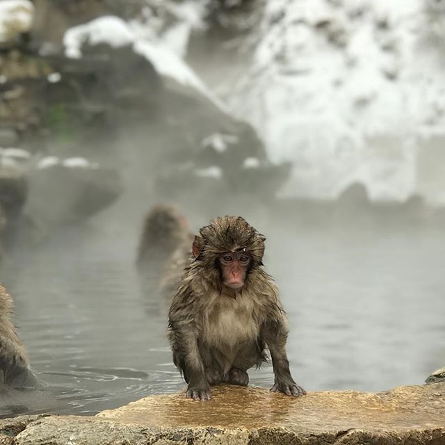 Monkey: Why the shit is it so cold?? Najiah: my sentiments exactly. .
.
.
.
.
#monkey #snowmonkey #japan #travel #nagano #holiday #onsen