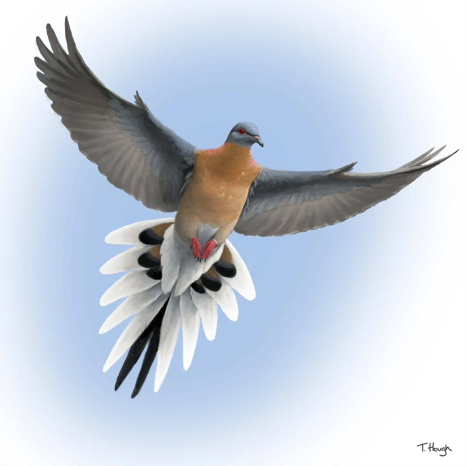 passenger_pigeon_in_flight.jpg