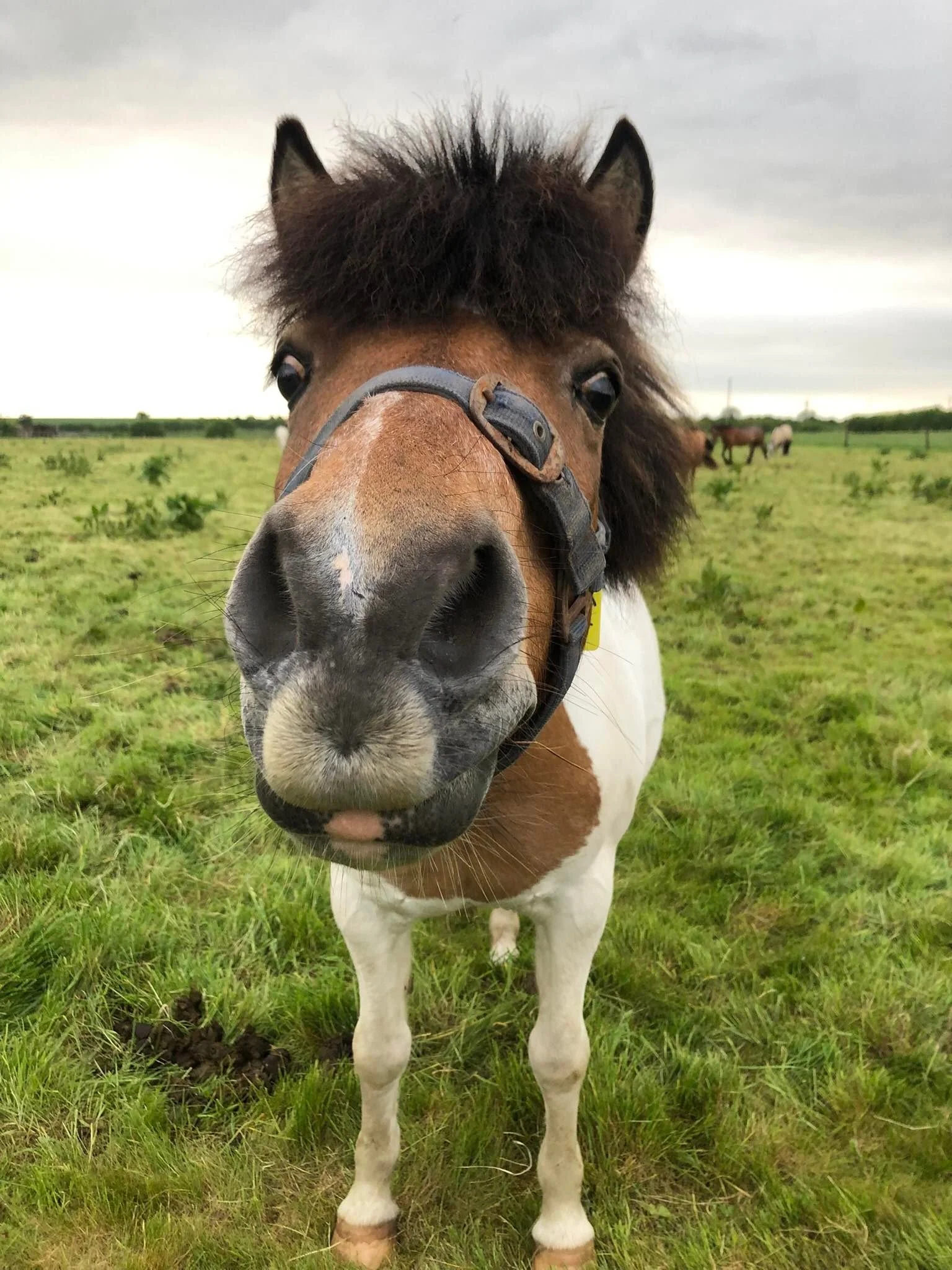 Summer Pony Camps 2022