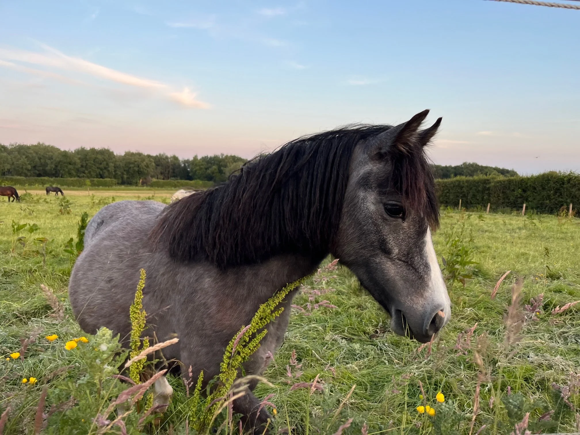 Dunbyrne Horsetel August 2023