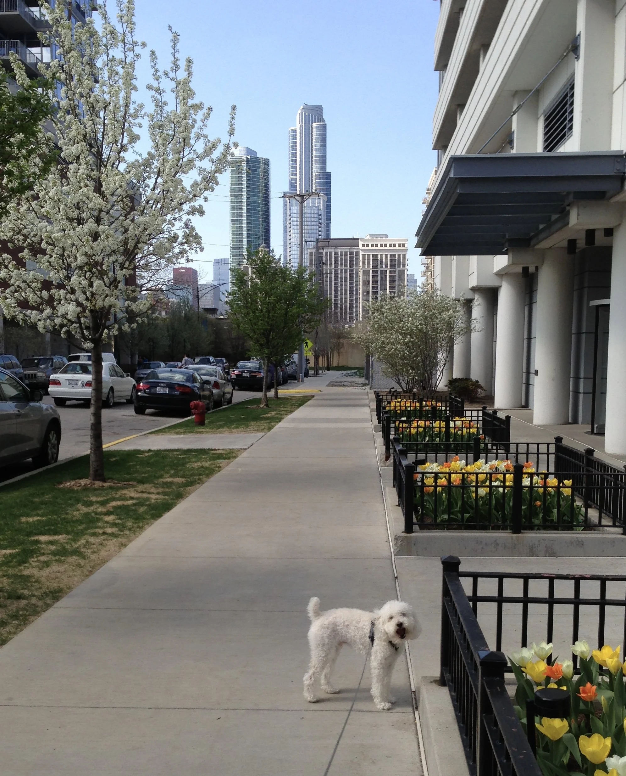 A Local’s Guide to Living in the South Loop: What to Know Before Moving