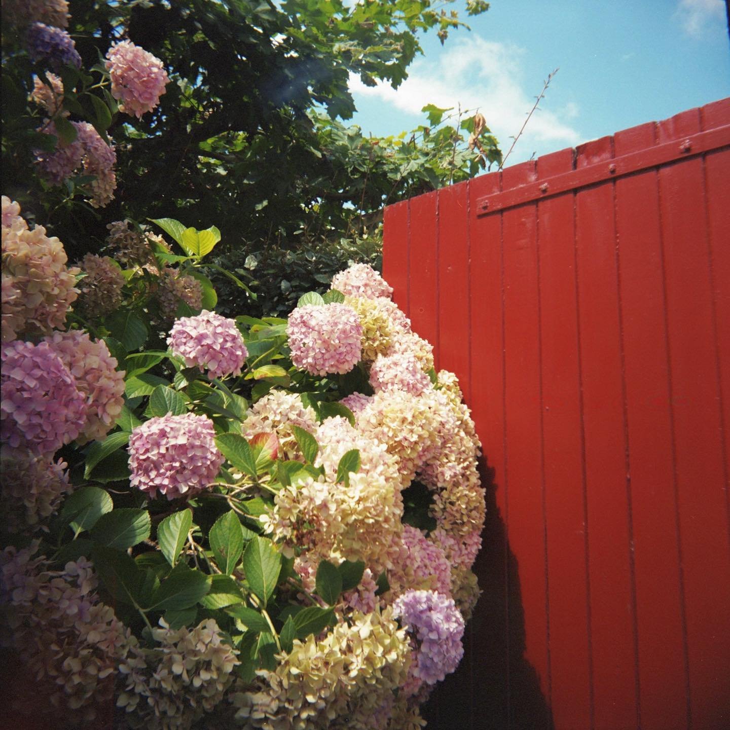 Details of hydrangeas in the garden on the morning of a wedding in the south of France taken with my beloved Holga camera.

I still remember the dawn light of that day as we drove early to photograph the wedding. That gentle summer warmth during the 