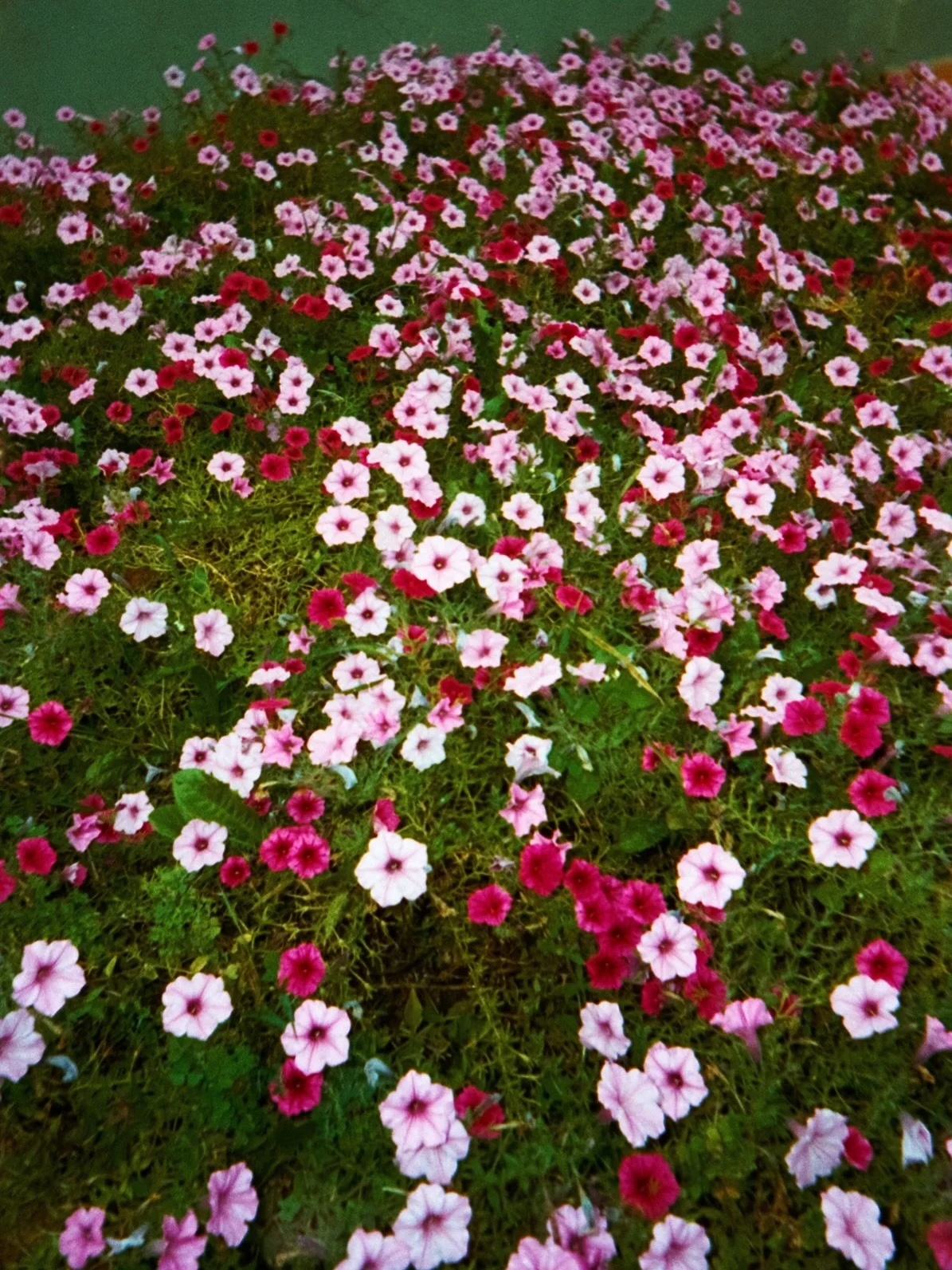 Freddie and Josh at @villaolimpiatoscana