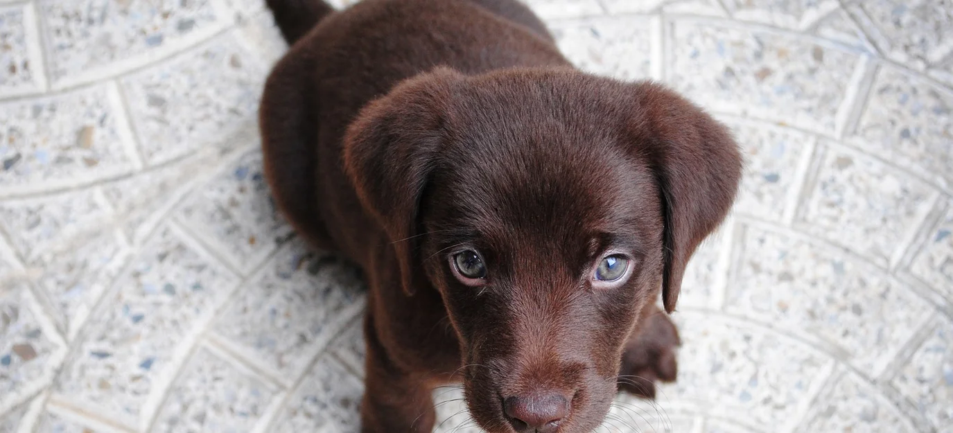 Therapy Dog Training