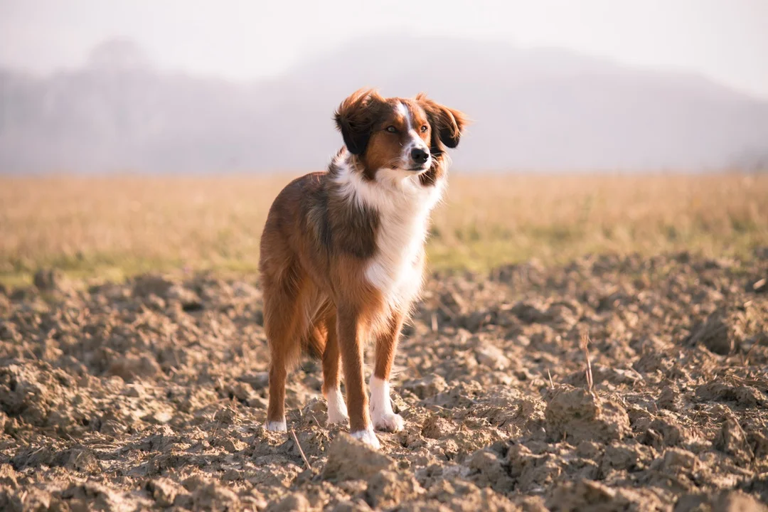 Competitive Dog Sports