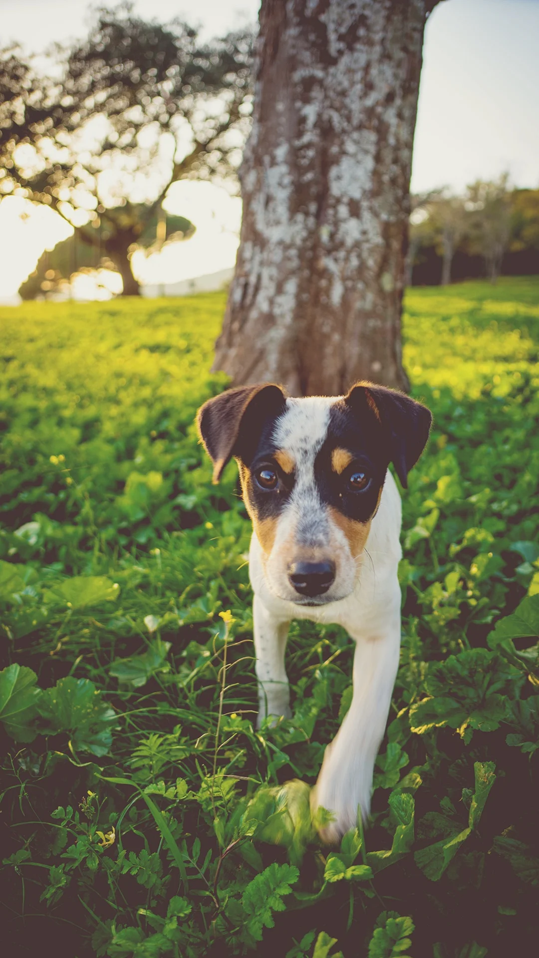 Canine Good Citizen