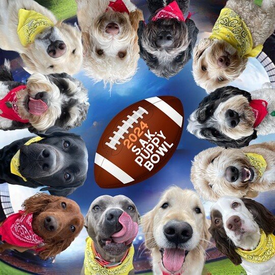 Touchdowns and tail wags at the She&rsquo;s a Keeper 2024 Puppy Bowl! 🏈🐾 Who&rsquo;s ready to see these adorable paw-letes take the field? 

#PuppyBowl #GameDayPups #BoardingDogs #shesakeeperdog