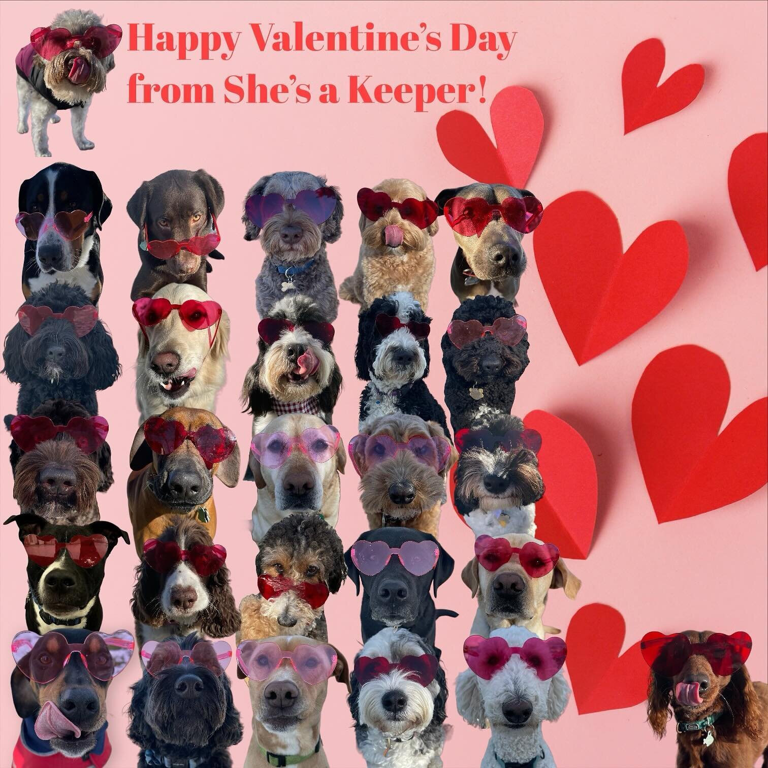 Happy Valentine&rsquo;s Day from your friends at She&rsquo;s a Keeper! 💕🐶🐾 

#shesakeeperdog