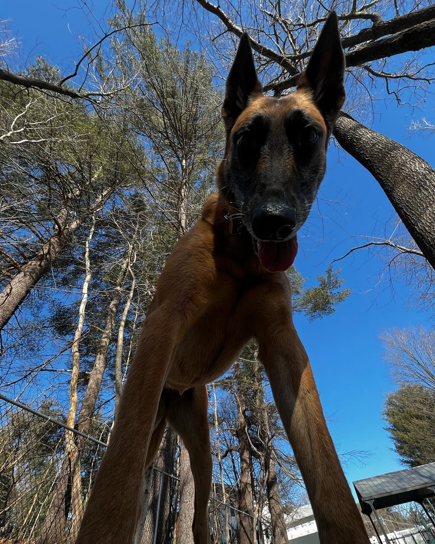 The 🎾&rsquo;s point of view 😂🐕

#shesakeeperdog