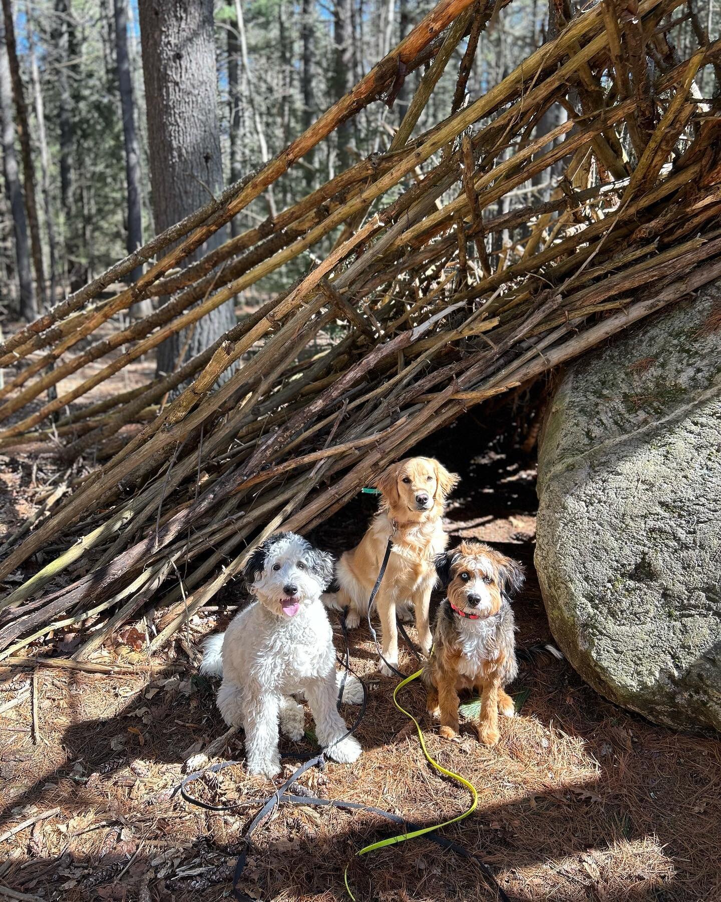 Daisy, Maisie, and Bowie the current Board and Trains out for their training hike today! God job guys!