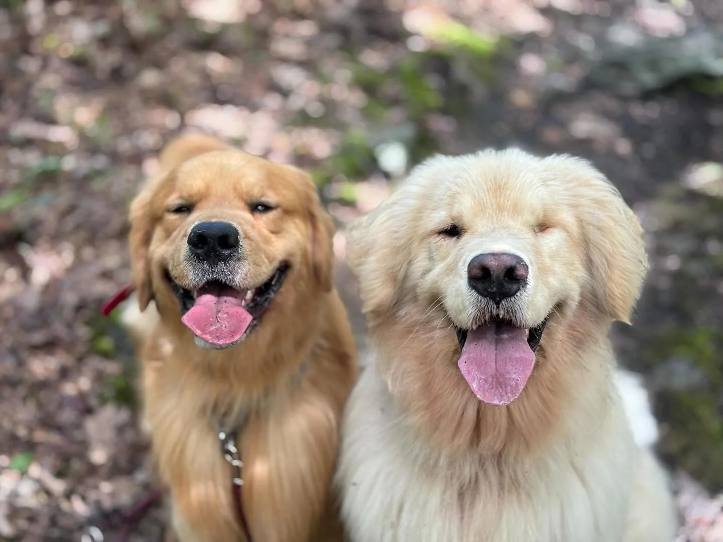 Happy Friday! Wishing everyone a wonderful weekend 😊🐶🐾
#shesakeeperdogtraining
